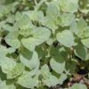 Oregano Essential Oil 1oz - Image 2