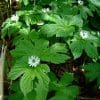 Goldenseal Tincture 2oz - Image 2