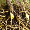 Goldenseal Tincture 2oz - Image 3