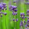 Lavender Essential Oil (French)